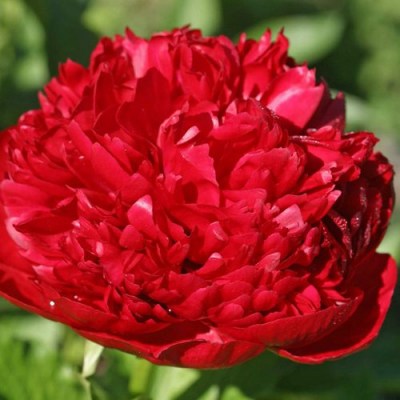 Christmas Velvet1 upr